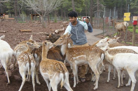Grand Canyon Deer Farm