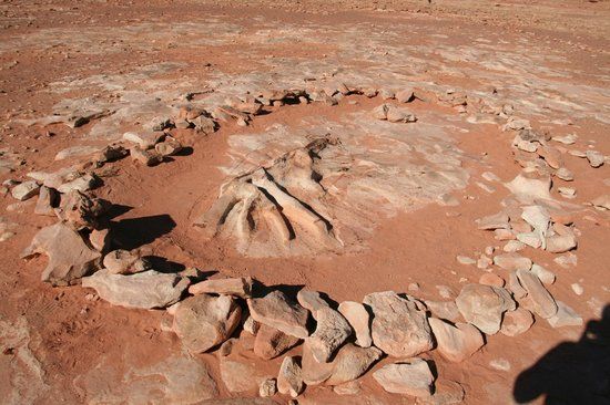 Dinosaur Tracks